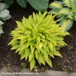Hosta 'Munchkin Fire' Plantain Lily 6 Hosta 'Munchkin Fire' Plantain Lily -Rare Roots Plan Shop Hosta Munchkin Fire 0000 high res.jpg WALTERS
