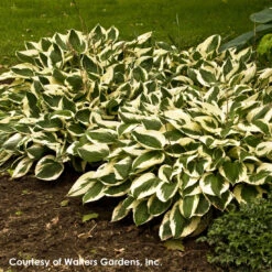 Hosta 'Patriot' Plantain Lily -Rare Roots Plan Shop Hosta Patriot WALTERS1