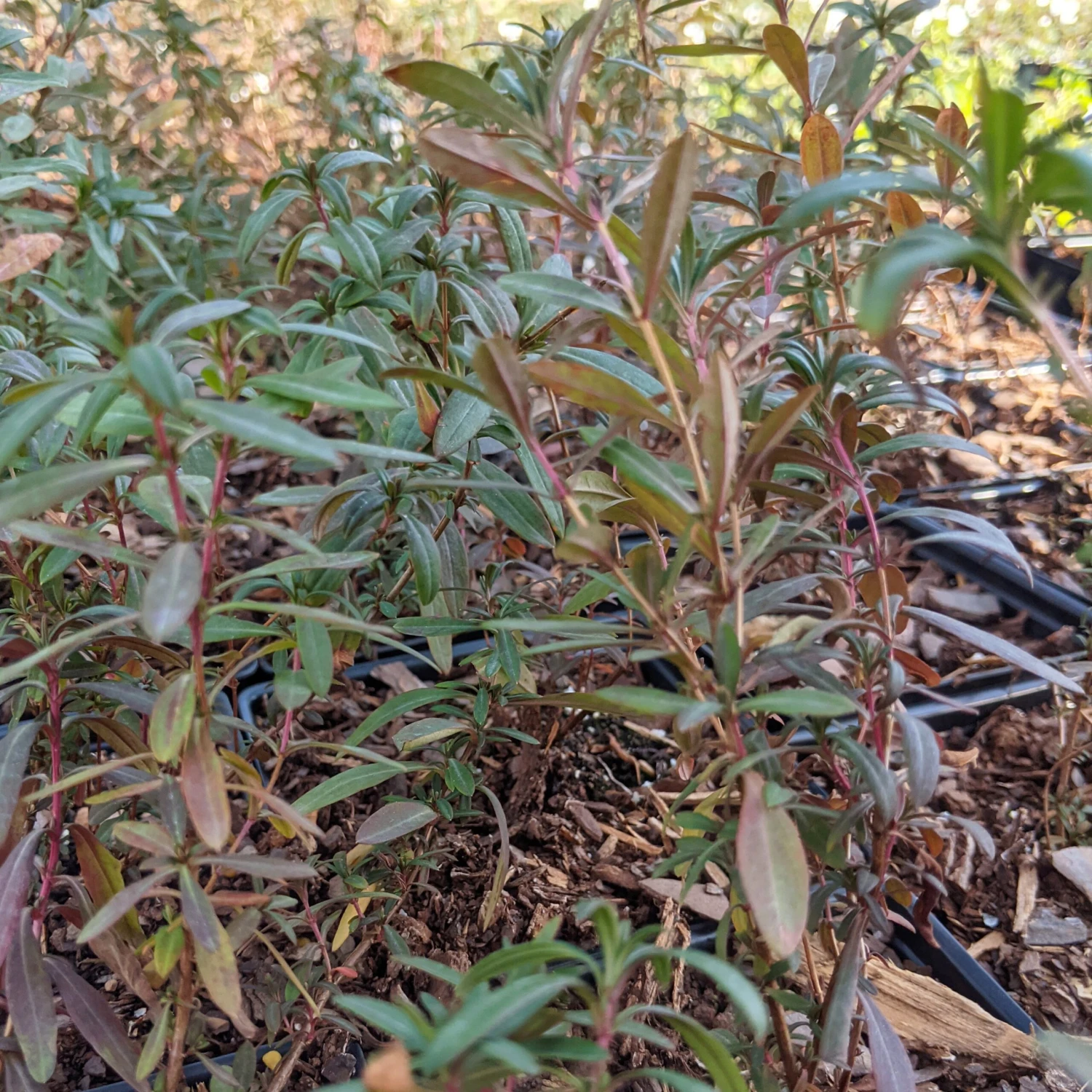 Hypericum Prolificum St. John's Wort 2 Hypericum Prolificum St. John's Wort - Image 2
