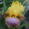 Iris Germanica 'Sunset Sky' Bearded Iris