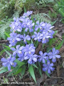 Iris Cristata Crested Iris 7 Iris Cristata Crested Iris -Rare Roots Plan Shop IRS cristata