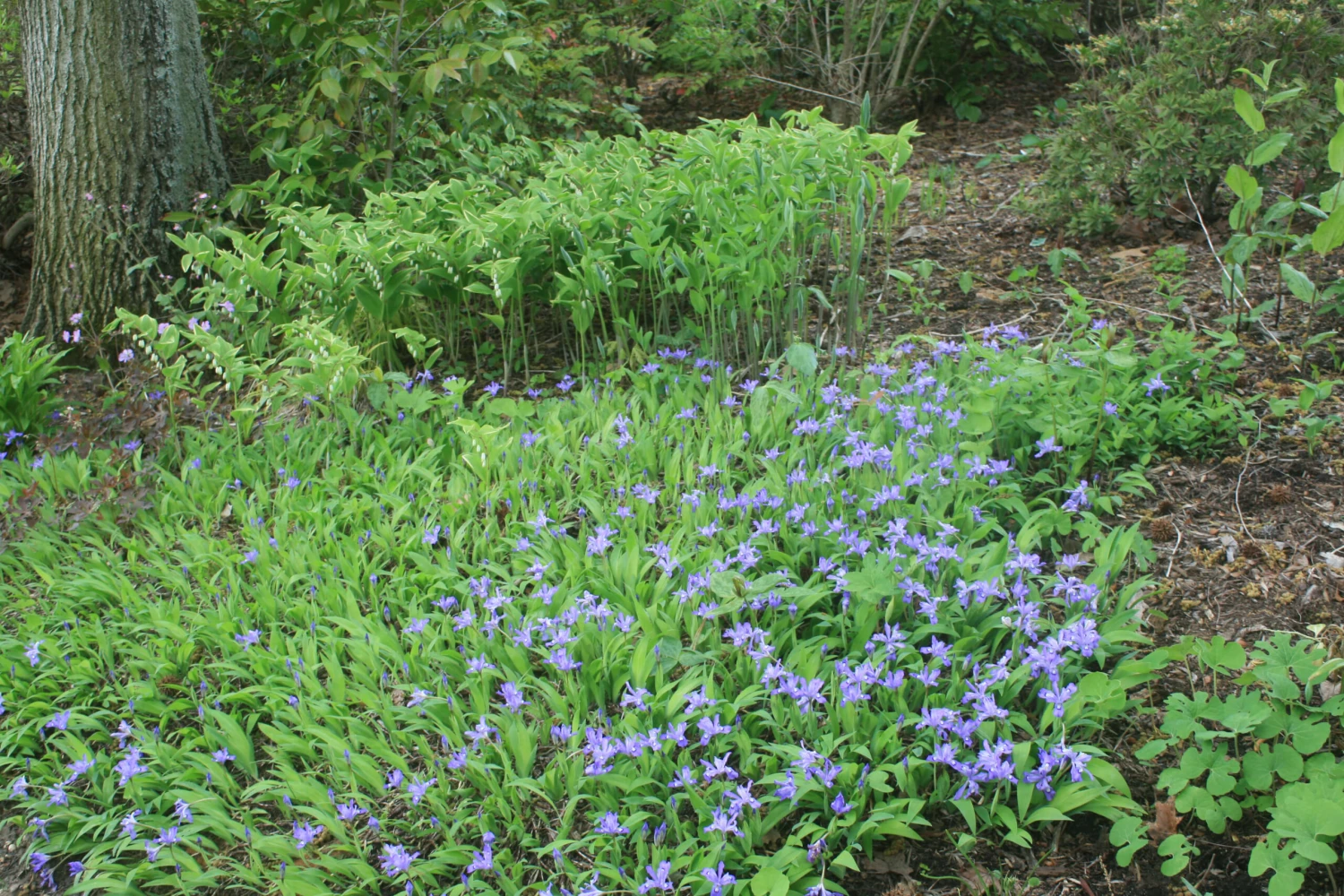 Iris Cristata Crested Iris 3 Iris Cristata Crested Iris - Image 3