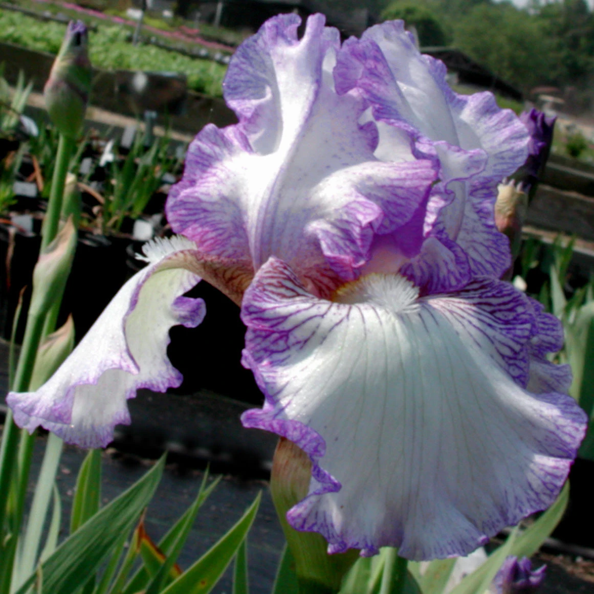 Iris Germanica 'Earl Of Essex' Bearded Iris 1 Iris Germanica 'Earl Of Essex' Bearded Iris