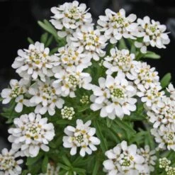 Iberis Sempervirens 'Tahoe' Candytuft