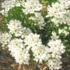 Iberis Sempervirens 'Snowflake' Candytuft