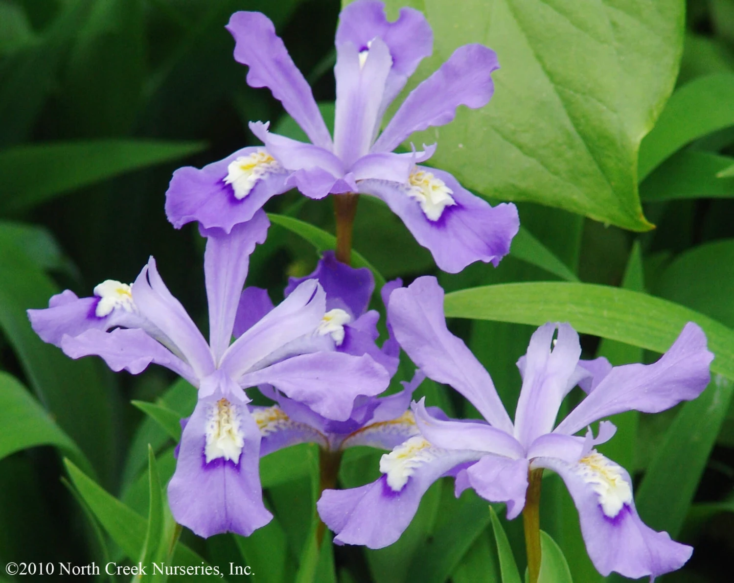Iris Cristata Crested Iris 2 Iris Cristata Crested Iris - Image 2