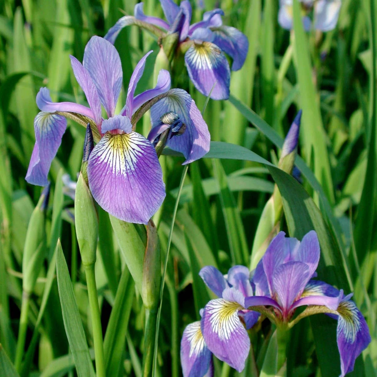 Iris Versicolor Northern Blue Flag 1 Iris Versicolor Northern Blue Flag