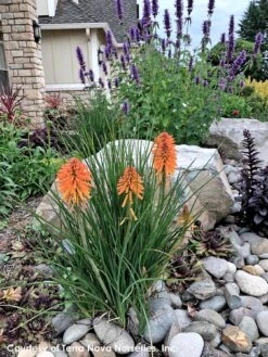 Kniphofia 'Poco Orange' Red Hot Poker -Rare Roots Plan Shop Kniphofia Poco Orange 8