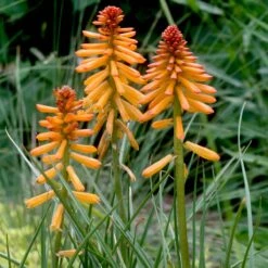 Kniphofia 'Poco Orange' Red Hot Poker -Rare Roots Plan Shop Kniphofia Poco Orange Red Hot Poker