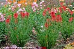Rare Roots Plan Shop -Rare Roots Plan Shop Kniphofia Poco Red 5