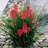 Kniphofia 'Poco Red' Red Hot Poker