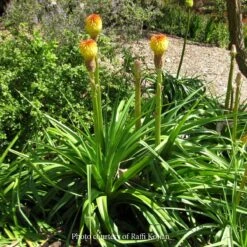 Kniphofia Rooperi Rooper's Red-Hot Poker