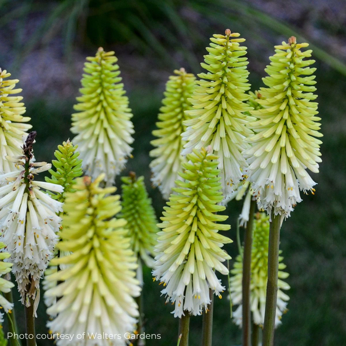 Kniphofia 'Lady Luck' Red Hot Poker 1 Kniphofia 'Lady Luck' Red Hot Poker