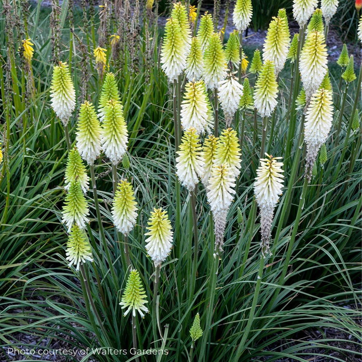 Kniphofia 'Lady Luck' Red Hot Poker 2 Kniphofia 'Lady Luck' Red Hot Poker - Image 2