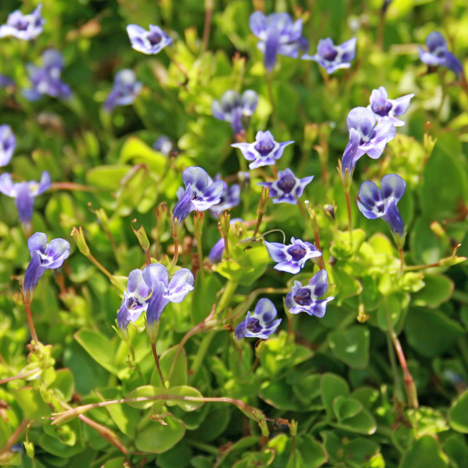 Lindernia Grandiflora Blue Moneywort 1 Lindernia Grandiflora Blue Moneywort