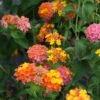 Lantana Camara 'Miss Huff'