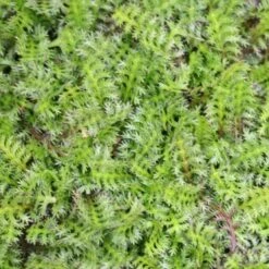 Leptinella Potentillina Brass Buttons