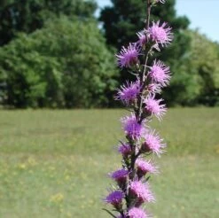 Liatris Aspera Gayfeather