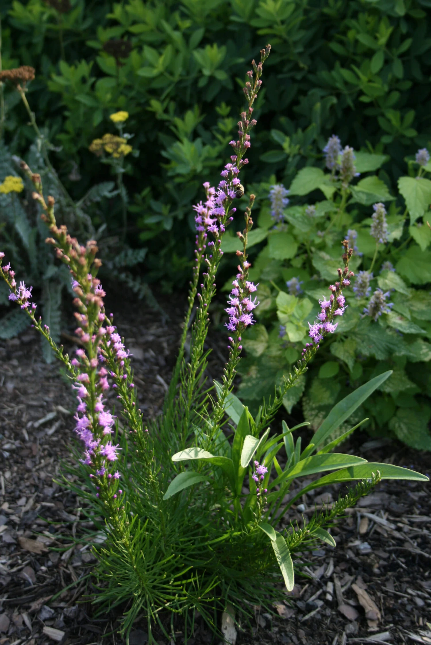 Liatris Microcephala Dwarf Blazing Star 2 Liatris Microcephala Dwarf Blazing Star - Image 2