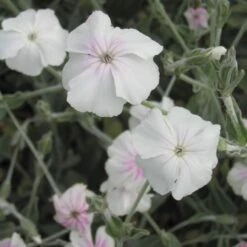 Lychnis Coronaria 'Angel Blush' Rose Champion