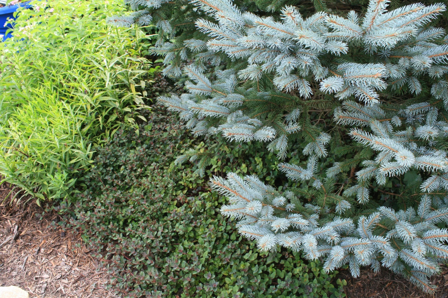 Lysimachia 'Persian Chocolate' Moneywort 2 Lysimachia 'Persian Chocolate' Moneywort - Image 2