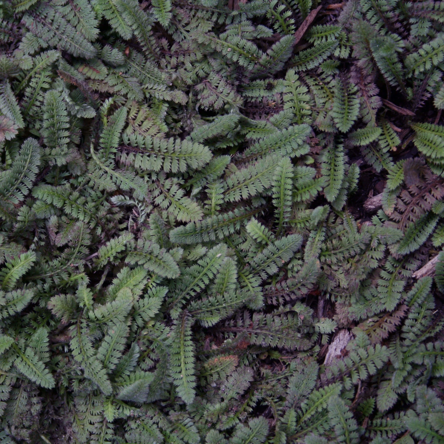 Leptinella 'Platt's Black' Brass Buttons 1 Leptinella 'Platt's Black' Brass Buttons