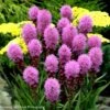 Liatris Spicata 'Original Kobold' Gayfeather