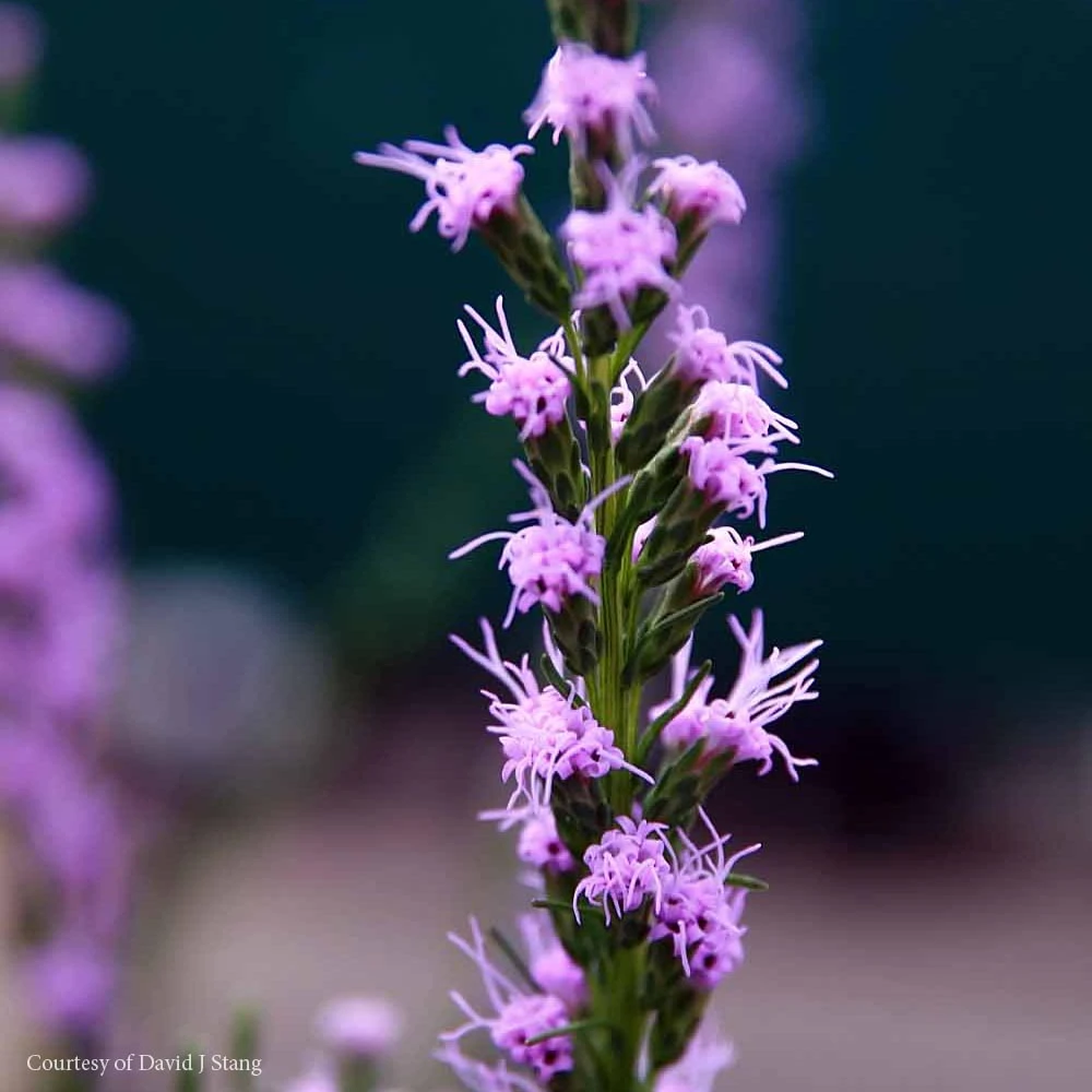 Liatris Microcephala Dwarf Blazing Star 1 Liatris Microcephala Dwarf Blazing Star