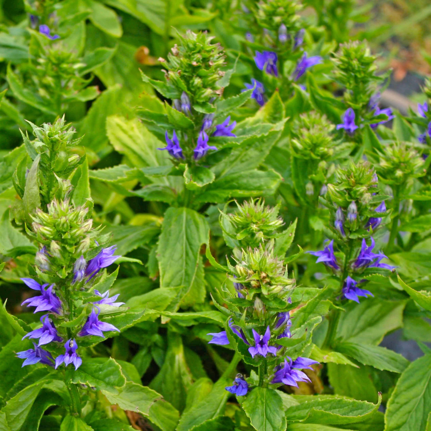 Lobelia Siphilitica Blue Cardinal Flower 1 Lobelia Siphilitica Blue Cardinal Flower