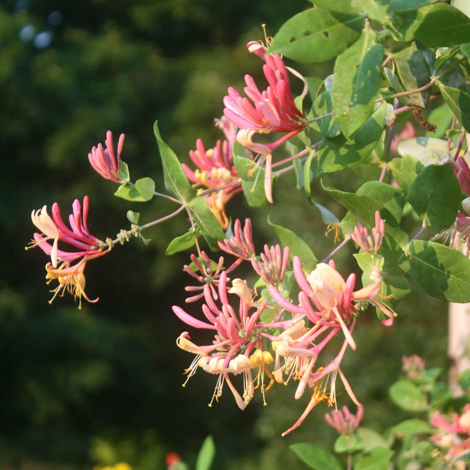 Lonicera 'Serotina' Dutch Honeysuckle 1 Lonicera 'Serotina' Dutch Honeysuckle