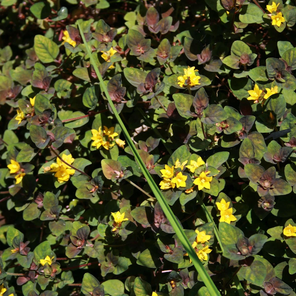 Lysimachia 'Persian Chocolate' Moneywort 1 Lysimachia 'Persian Chocolate' Moneywort