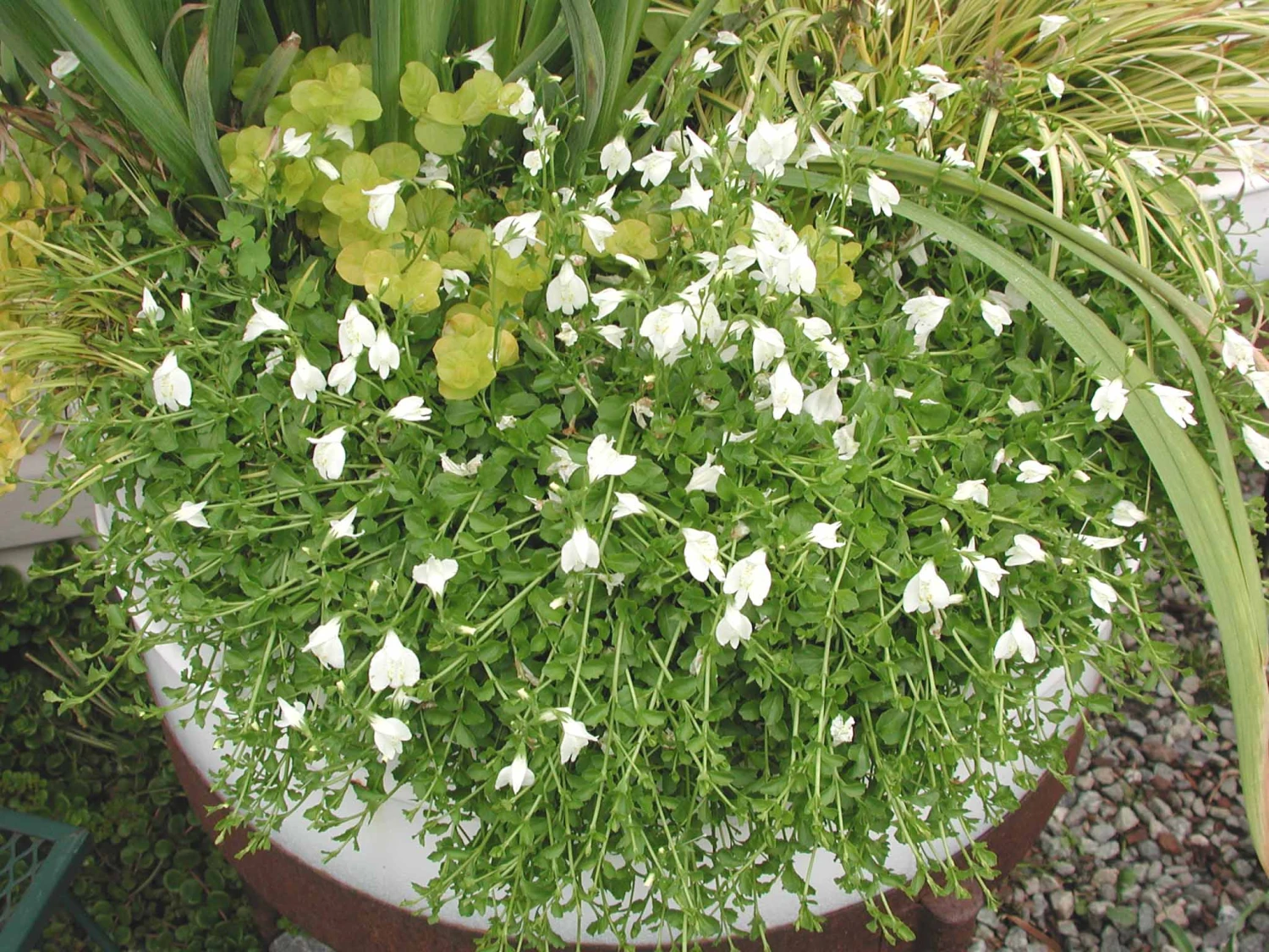 Mazus Reptans 'Alba' Creeping White Mazus 2 Mazus Reptans 'Alba' Creeping White Mazus - Image 2