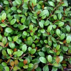 Muehlenbeckia Axillaris 'Nana' Creeping Wire Vine -Rare Roots Plan Shop MHL AXILLARIS EZ