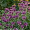 Monarda 'Purple Rooster' Bee Balm