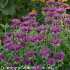 Monarda 'Purple Rooster' Bee Balm