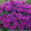 Monarda Didyma 'Grape Gumball' Bee Balm