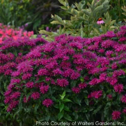 Monarda Didyma 'Grape Gumball' Bee Balm -Rare Roots Plan Shop MONARDA GRAPE GUMBALL 5