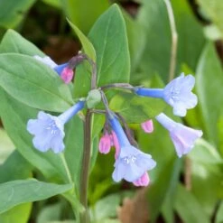 Mertensia Virginica Virginia Bluebells -Rare Roots Plan Shop MRT virginica publicdomain