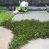 Muehlenbeckia Axillaris 'Nana' Creeping Wire Vine