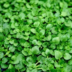 Mentha Requienii Corsican Mint