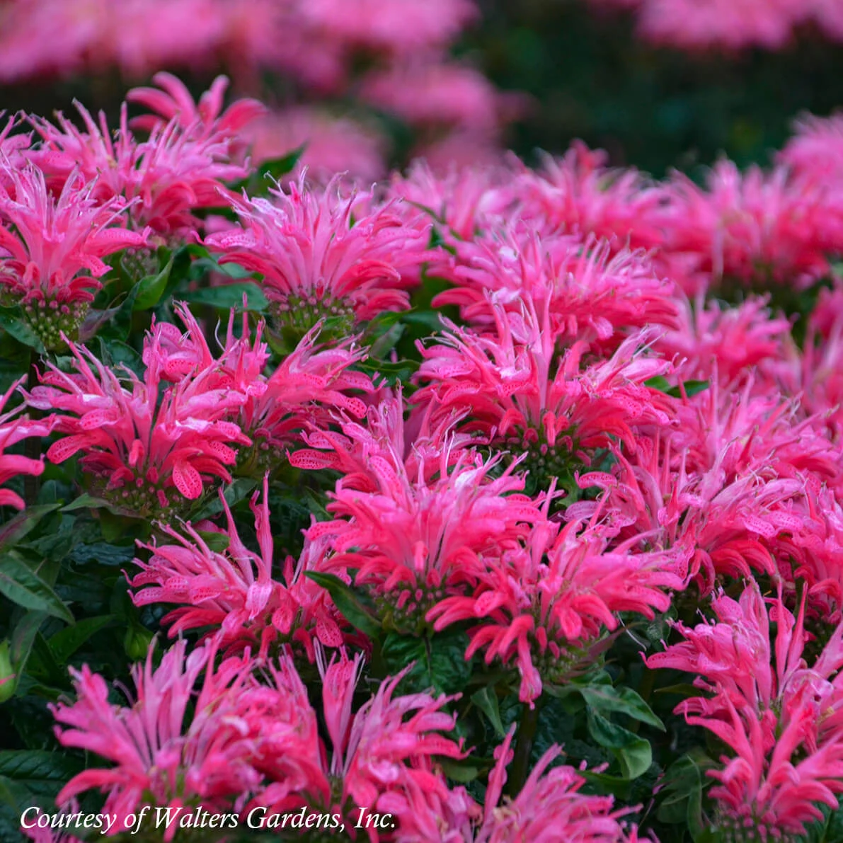 Monarda 'Electric Neon Pink' Bee Balm 1 Monarda 'Electric Neon Pink' Bee Balm