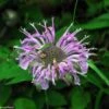 Monarda Fistulosa Wild Bergamot