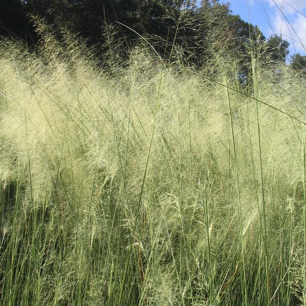 Muhlenbergia Capillaris 'White Cloud' Muhly Grass 1 Muhlenbergia Capillaris 'White Cloud' Muhly Grass