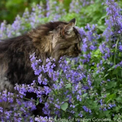 Nepeta 'Cat's Meow' Catmint -Rare Roots Plan Shop NEPETA CATS MEOW 3