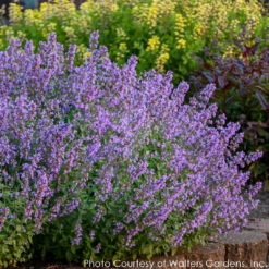 Nepeta 'Cat's Meow' Catmint -Rare Roots Plan Shop NEPETA CATS MEOW 4