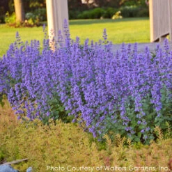 Nepeta 'Cat's Meow' Catmint -Rare Roots Plan Shop NEPETA CATS MEOW 5