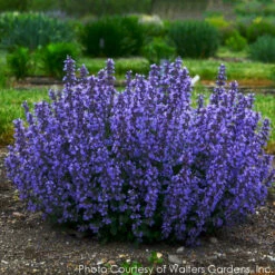 Nepeta 'Cat's Pajamas' Catmint -Rare Roots Plan Shop NEPETA CATS PAJAMAS 3