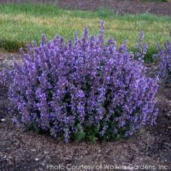 Nepeta 'Cat's Pajamas' Catmint -Rare Roots Plan Shop NEPETA CATS PAJAMAS 4