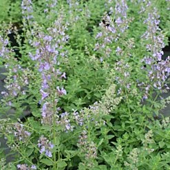 Nepeta Faassenii 'Junior Walker' Catmint -Rare Roots Plan Shop Nepeta Junior Walker Catmint