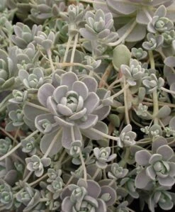 Orostachys Iwarenge Chinese Dunce Caps -Rare Roots Plan Shop ORS IWARENGE SPI